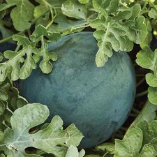 Sugar Baby Watermelon Seeds, NON-GMO, Icebox Watermelon, Compact, picture