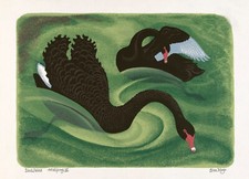 Eileen Mayo : Black Swans : Archival Quality Art Print picture