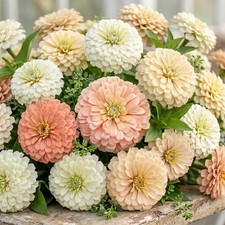 Zinnia GIGANTICA BUTTERCREAM Mix Blush Wedding Bouquet Cut Flowers 50 Seeds picture