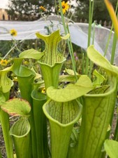Sarracenia oreophila x leucophylla 'HCW', HC B Carnivorous Pitcher Plant picture