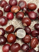 Buckeye Nuts Med Nickel Size from Central Ohio Dried Batch of 250 Great Quality picture