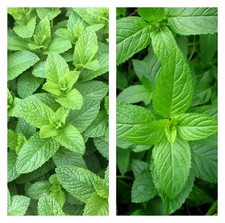 Mixed Mint Seeds 500++ Peppermint + spearmint  herb NON-GMO Heirloom Vegetable  picture