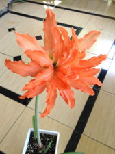 Hippeastrum puniceum var alberti (amaryllis, rare flower) 1 bulb picture