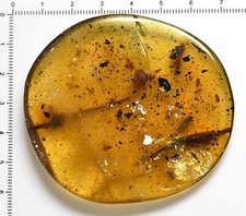 Huge piece of amber with ant and more, Fossil inclusion in Burmese Amber picture