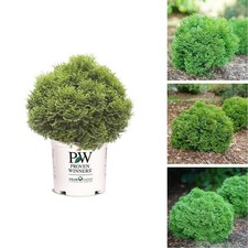 Proven Winners 2 Gal. Tater Tot Arborvitae Shrub picture