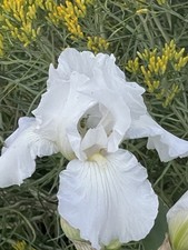 ( 3 Rhizomes count) Pure White Heirloom Iris- flower picture