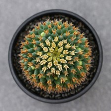 2.5-3cm Cactus Plants Mammillaria Camptotricha Home Garden Beautiful Plant picture