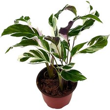 Calathea Stella, 4 inch, Rare Variegated Prayer Plant, Cathedral Plant, Green an picture