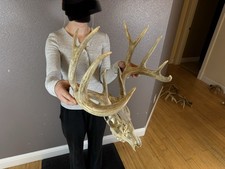 BIG European REAL Skull Whitetail Deer Antlers Set Wild Idaho Horns Mount 5x6 picture