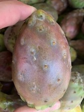 Cactus Pear Fruit (8 count) Prickly pear picture