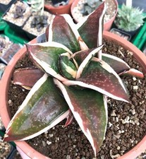 Gasteria cv GAGYU-RYU NISHIKI WHITE VARIEGATED - picture