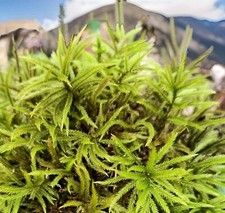 Appalachian Hand-Picked Organic TreeMoss Live Moss forTerrariumOrReptiles🦎Large picture