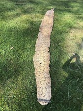 Huge Real Burmese Python Snake Skin Tanned Hide Leather Real Oddities Wildlife picture