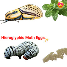 10X Hieroglyphic Moth Eggs ( Diphthera festiva ) Live feeder insect picture