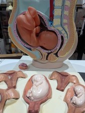 Vintage Obstetrical Pregnancy & Fetal Development Teaching Models w/ 1962 book picture