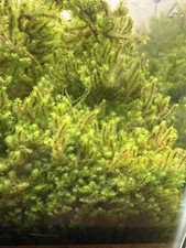 Hookeriaceae Moss - Rare Live Submerged Aquarium Plant picture