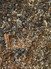 1,000+ Live Temperate Springtails picture
