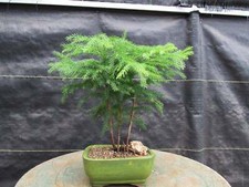 Norfolk Island Pine Bonsai Tree picture