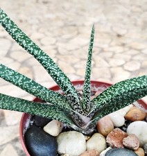 Gasteria carinata v. varrucosa Beautiful Succulent Plant picture