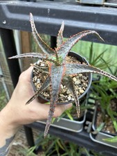 Aloe ‘Dracula’s Blood’ Pot Live Succulents picture