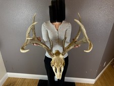 European REAL Skull Whitetail Deer Antlers Set Wild Idaho Horns Mount 4x5 FREAK picture
