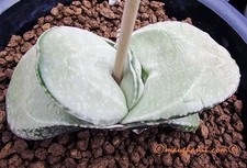 Succulent -Gasteria cv ‘Blue Bird’, Extra Large Offset picture
