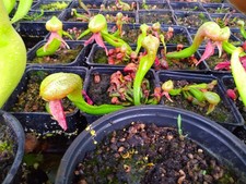 250 Cobra Lily/ Darlingtonia Californica SEEDS picture