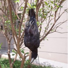 Realistic Hanging Dead Crow Decoy Lifesize Extra Large Crow Feathered Halloween* picture
