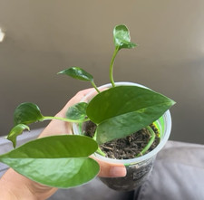 Black magic elephant ear bogo free picture