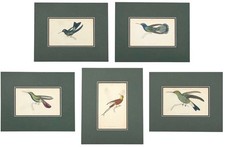Antique Hummingbird Print Gallery | 5 Jardine Hand-Colored Engravings, 1833 picture