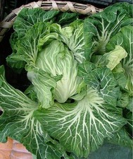 Portuguese Kale Seeds 100 - 5000 Couve Tronchuda most tender Caldo Verde soup picture