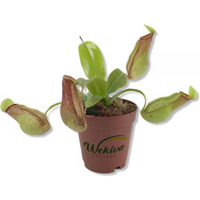 Carnivorous Pitcher Plant-Live Starter Plant in a 2 Inch Pot-Nepenthes St Gaya-I picture