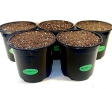  Prefilled 1/2 Gallon Dirt Pot Delivered Right To Your Door  GREAT FOR HEMP  picture