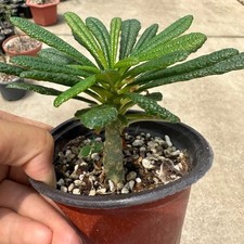 8CM Dorstenia Gigas Bullata（Thin Rod）Cactaceae Succulent Cactus Plant Beautiful picture