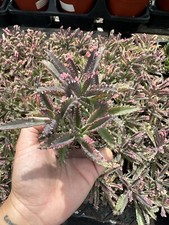 Kalanchoe 'Pink Butterflies' Mother of Thousands 5 Pink pups On Top Of Plant picture