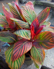 Canna Lily Rhizome Tropicanna Phasion 1 Large Live Rhizome Phasion picture