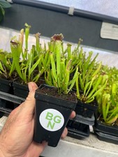 Sarracenia 