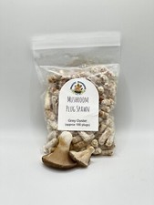 Grey Oyster Mushroom Plug Spawn 100X -FREE USA shipping picture