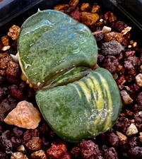 GASTERIA ARMSTRONGII var. PILLANSII variegated variegated extra fat leaves A16 picture