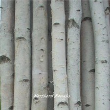 4 Thick White Birch Poles 7' picture