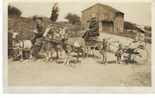 1913 RPPC Goat Cart Procession Postcard Corfu Cowlesville NY Vintage Americana picture