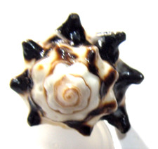 vintage natural seashell artistic hand crafted naturalist ring sz 6 55209 picture