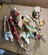 Skele-Torso Anatomy Medical Plastics Laboratory Torso w/ Skull (w/o Left Leg) picture