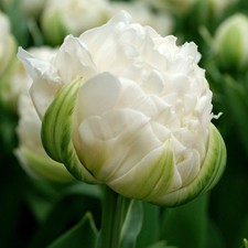 Tulip Mount Tacoma 10 Flower Bulbs - Spring White Double Blooms, Easy to Grow picture
