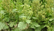 Hopi Tobacco 🌿 Native American Ceremonial Nicotiana Rustica - Heirloom Seeds picture
