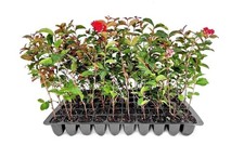 Crape Myrtle Red Rocket | 2 Inch | Lagerstroemia indica | Red Flowers | Tree picture
