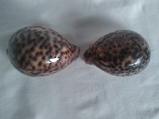 Cypraea Tigris 2 Lot XL  Natural Tiger Cowrie Seashells Craft Beach  Decor US6 picture