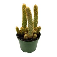 Lady Finger Cactus Copper King, 6 inch Pot, Mammillaria Elongata, Kopper Lady Fi picture