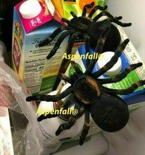 2 Black Flocked Spider/Tarantulas Fake/Prank/Halloween Large 3.75 x 5.5-in  picture