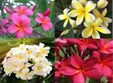 Hawaiian Mixed 4 Pack Plumeria Plant Cuttings -Easy Care Indoor Outdoor plant - picture